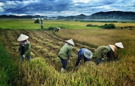 Vietnam finds it necessary to improve farm produce’ branding, value - ảnh 1